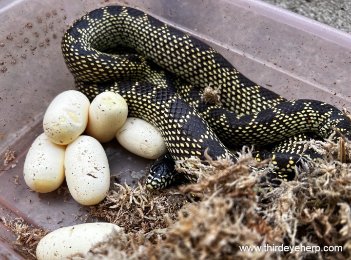 Desert Kingsnake